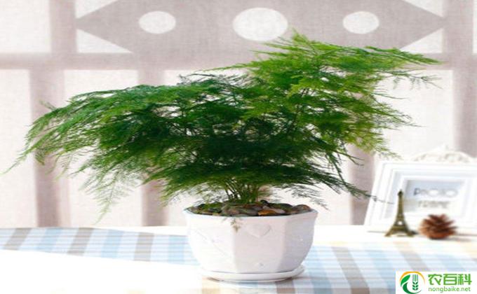 花卉文竹怎么栽培(花卉文竹的栽培方法）