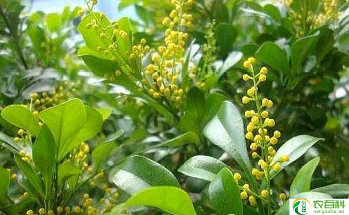 怎么种植米兰花(米兰花种植技巧）