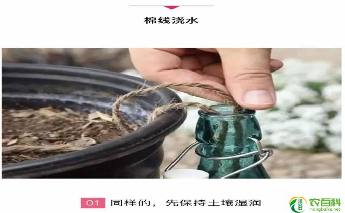 浇花怎么浇根部(浇花要从根部浇水吗？）