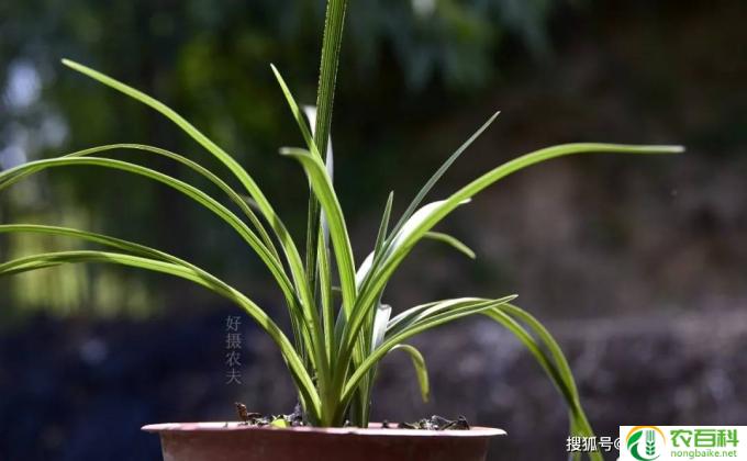 怎么鉴别兰草(鉴别兰草的方法）