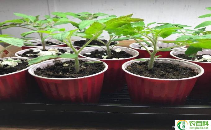 植物珊瑚怎么养护(植物珊瑚养护指南）