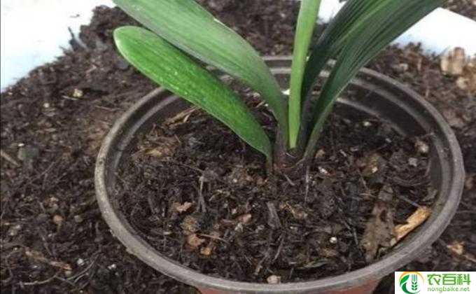 毛莲怎么养(养毛莲的技巧)