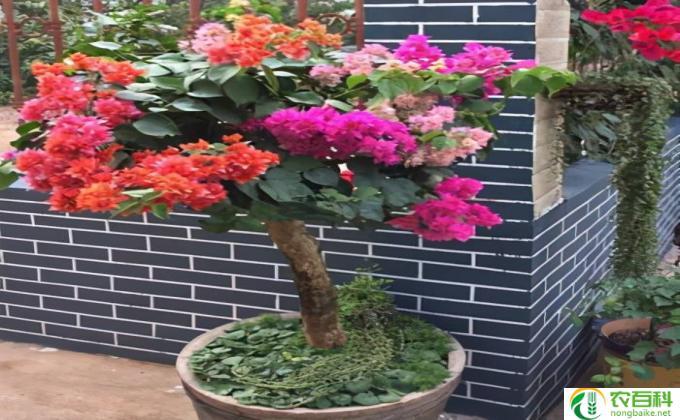 三角梅怎么掉花(三角梅花落怎办）