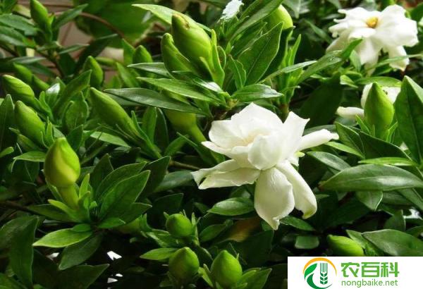 大叶栀子花的养殖方法(简单易行)