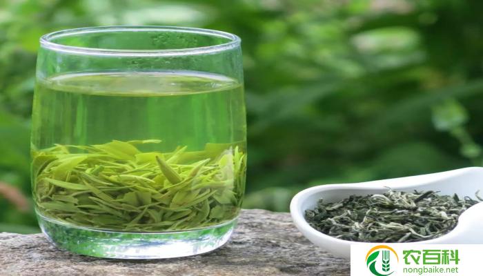 毛峰绿茶的功效与作用(提高免疫力与抗氧化)