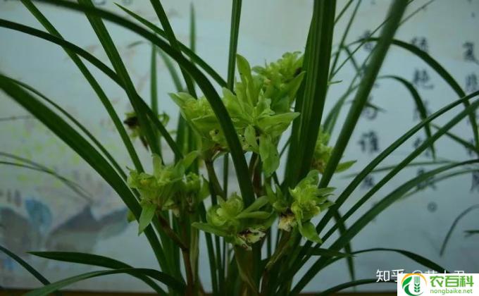 兰花枯黄怎么回事(兰花凋零解析）