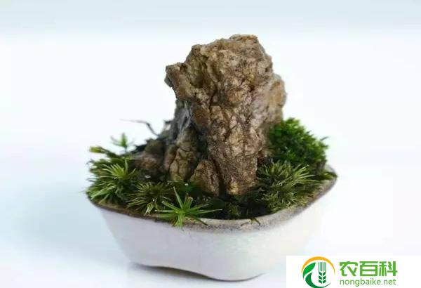 小型上水石盆景图片（自然之美）