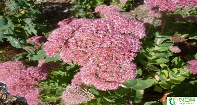 老虎须花图片(美丽的自然奇观)