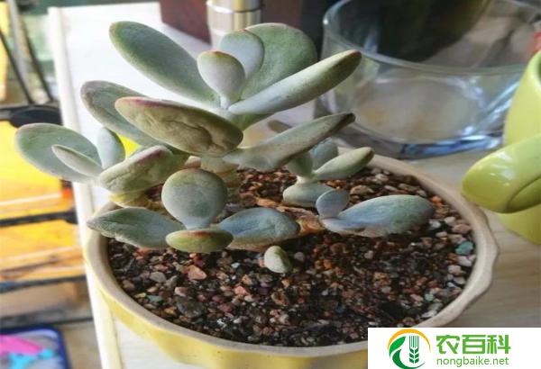 多肉叶片皱了缺水的图片（植物的渴望）
