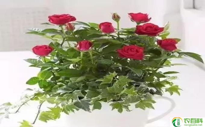 蔷薇怎么压条时间(花卉繁殖的关键技巧）