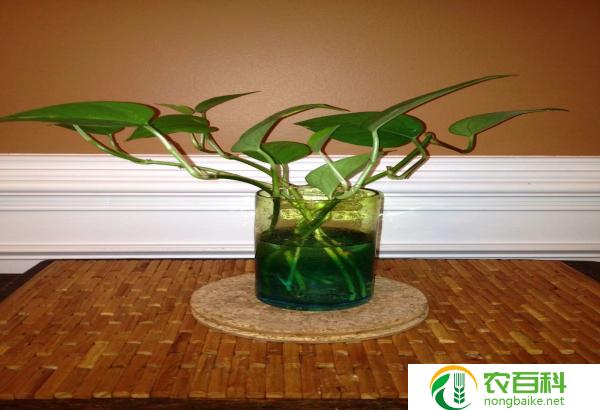 仙人球要深埋还是浅埋(探讨最佳种植深度)