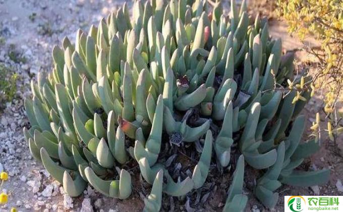 膨珊瑚怎么缀化(膨珊瑚怎么缀化)