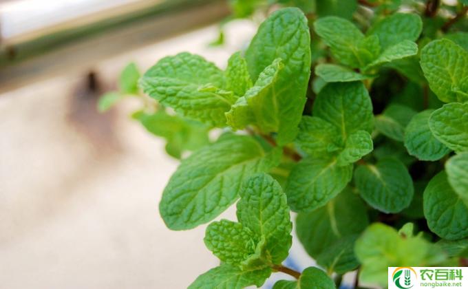 薄荷茎怎么用(薄荷茎用途多样，可以用来制作饮品、烹饪、草药疗法等。以下是薄荷茎的几种常见用法：）