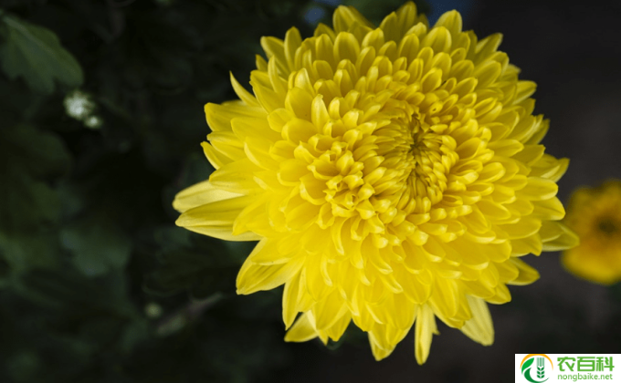 小菊花怎么养殖方法(简明养菊成才)