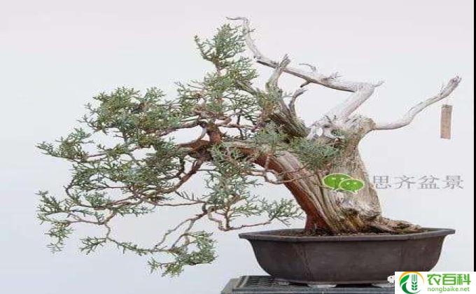 檵木怎么嫁接(檵木嫁接的方法）