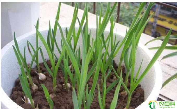 韭菜盆栽怎么种植(韭菜盆栽的快乐种植之道)