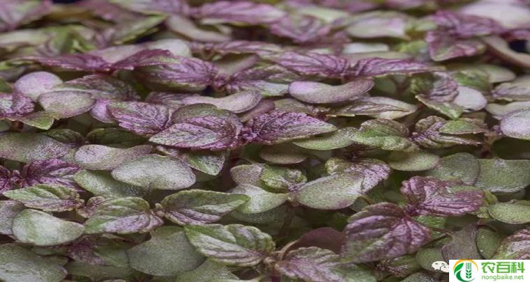 紫苏种子浸泡多长时间（影响发芽率和营养价值的关键因素）