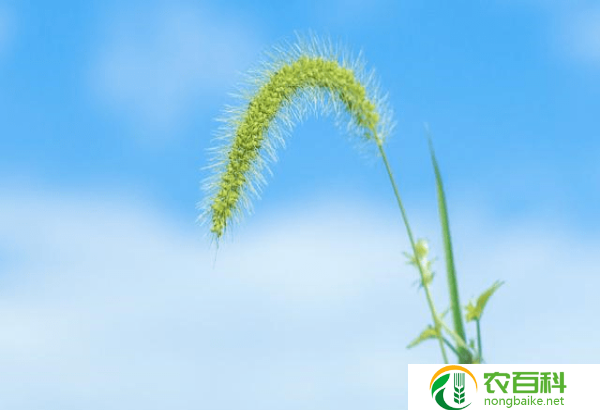 喜欢菊花的理由一句话（美丽中的坚韧）