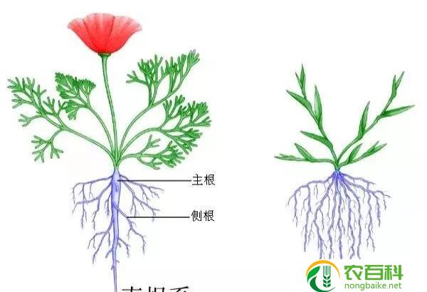 冷门的植物（探索神秘的植物世界）