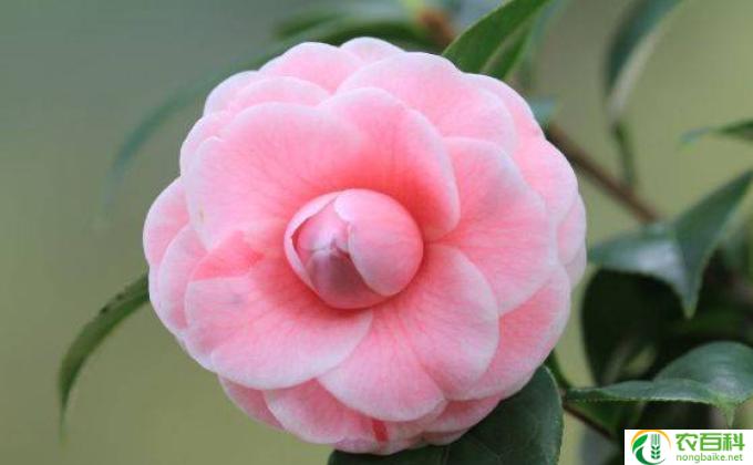 茶花浇怎么开花(如何使茶花开花）