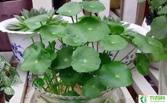 水培花卉利润怎么样(水培花卉的利润与种植方式有关。以下是关于水培花卉利润的一些分析：）