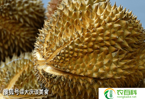 怎么挑选榴莲肉多皮薄（选购技巧）