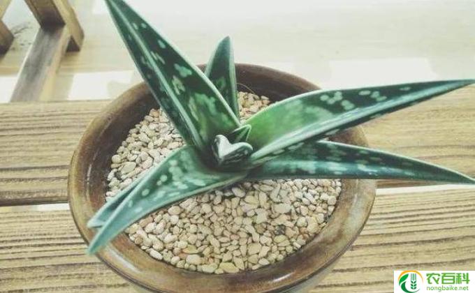 怎么养好芦荟(芦荟养护要点：）