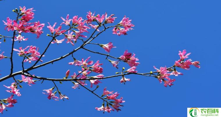 美丽异木棉多少钱一棵(了解价格,选择适合自己的花木)