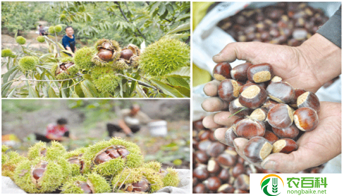 板栗种植几年结果丰收的喜悦