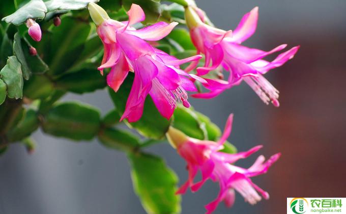 蟹爪兰怎么养好(如何养好蟹爪兰)