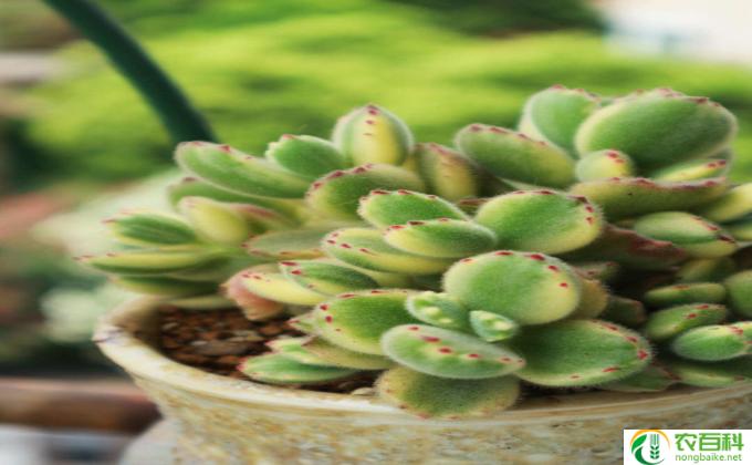 多肉绿熊怎么怎么移植(多肉搬家术)