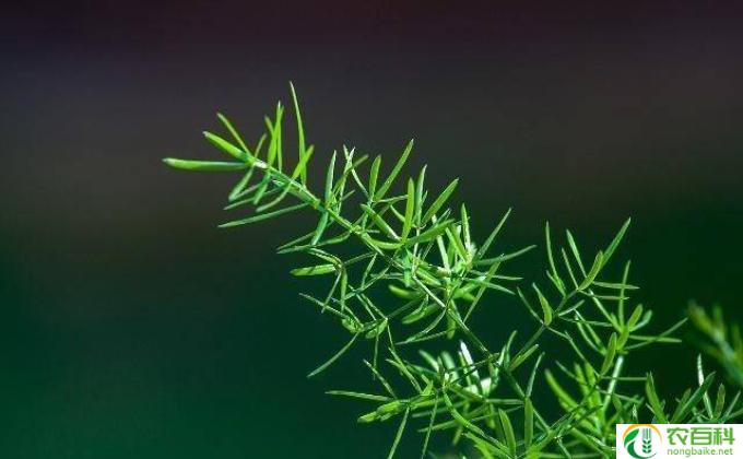 文竹怎么生长(文竹成长的要点）