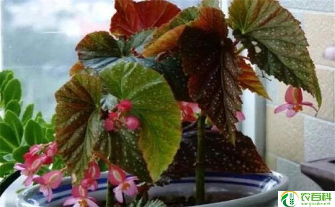 竹节海棠夏季怎么养(夏季养护竹节海棠的方法)