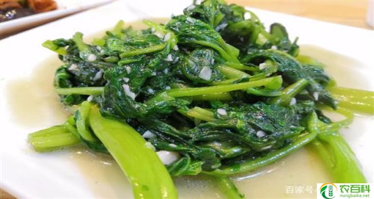 空心菜为什么叫痛风菜