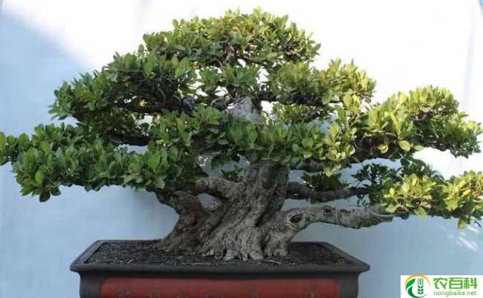 小人参榕树怎么养殖(榕树养殖技巧）