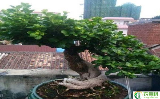 榕树该怎么养护(怎样养榕树才好）