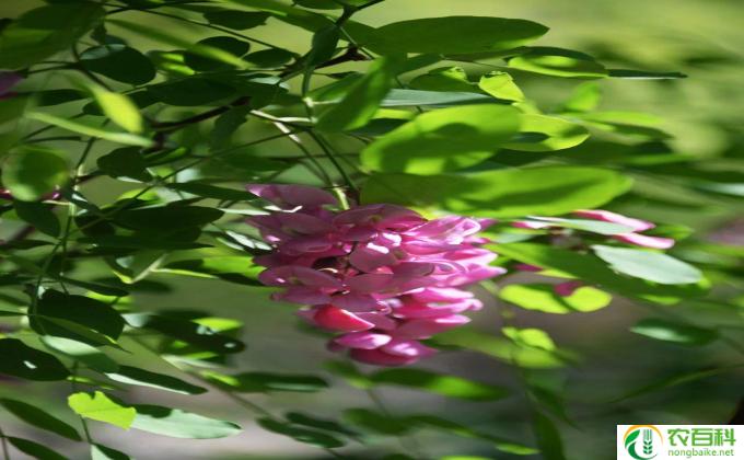 夜晚香怎么养护(养护夜晚香，保持芬芳香气。）