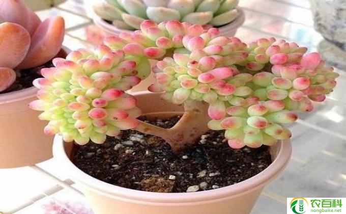 多肉植物是怎么形成的(多肉植物的形成过程）