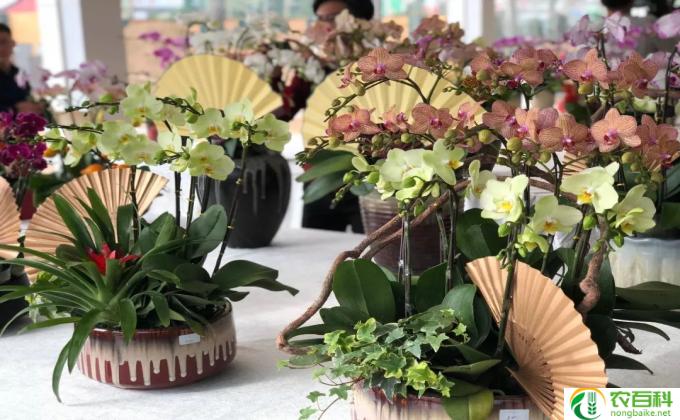 昆明鲜花买完怎么托运(鲜花托运的一站式解决方案)