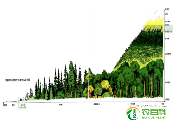 关于白杨树的信息介绍（白杨树的特征与分布）