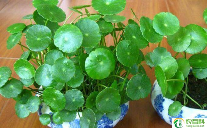 薄荷花怎么养殖方法