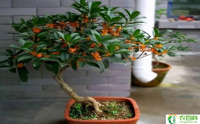 桂花怎么换盆(桂花更盆方法）