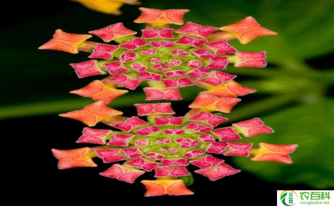 螺纹花怎么栽培(花季绽放，螺纹美丽）