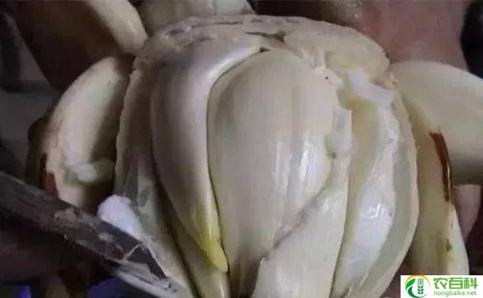 雕刻水仙怎么种(雕刻水仙的秘诀）