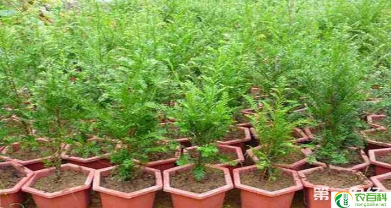 红豆杉种植方法和注意事项(全面指南)