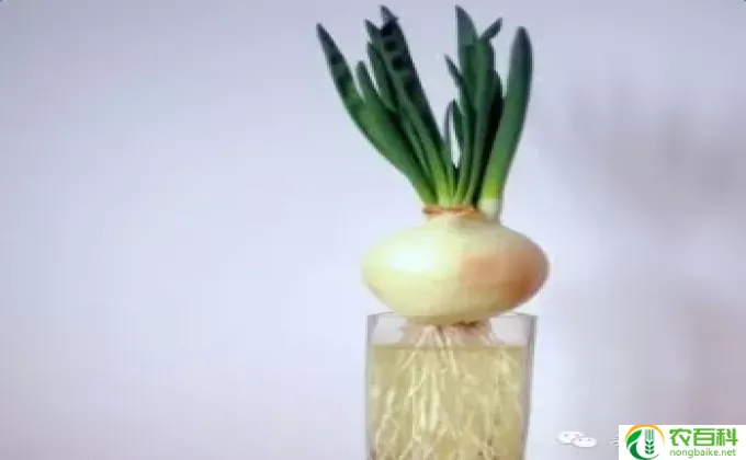 蒜瓣怎么水种(如何水培蒜瓣）