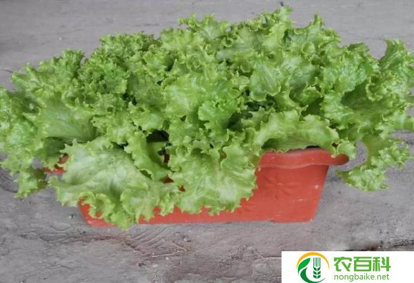 夏季生菜种植时间和方法（选择合适的品种）
