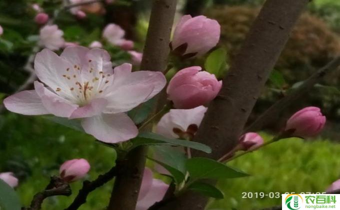 怎么让海棠开花(如何催开海棠花）