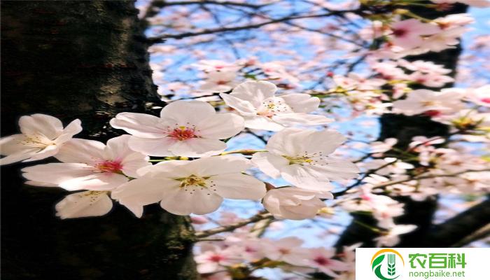 樱花什么时候长叶（迎接春天的绿意）