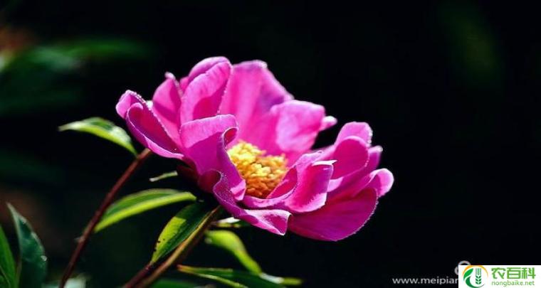 芍药花的寓意（美丽的坚韧与希望）